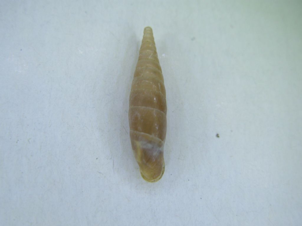 Claudilidae da Palidoro